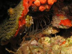 Bimini 2005 by John Brethauer 